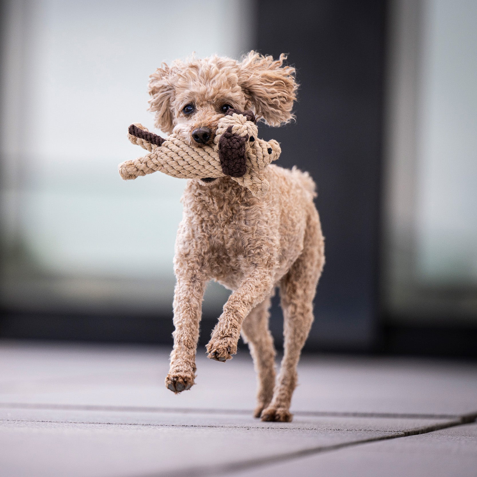 LABONI Doggy Dog — hondenspeeltje van katoenen touw