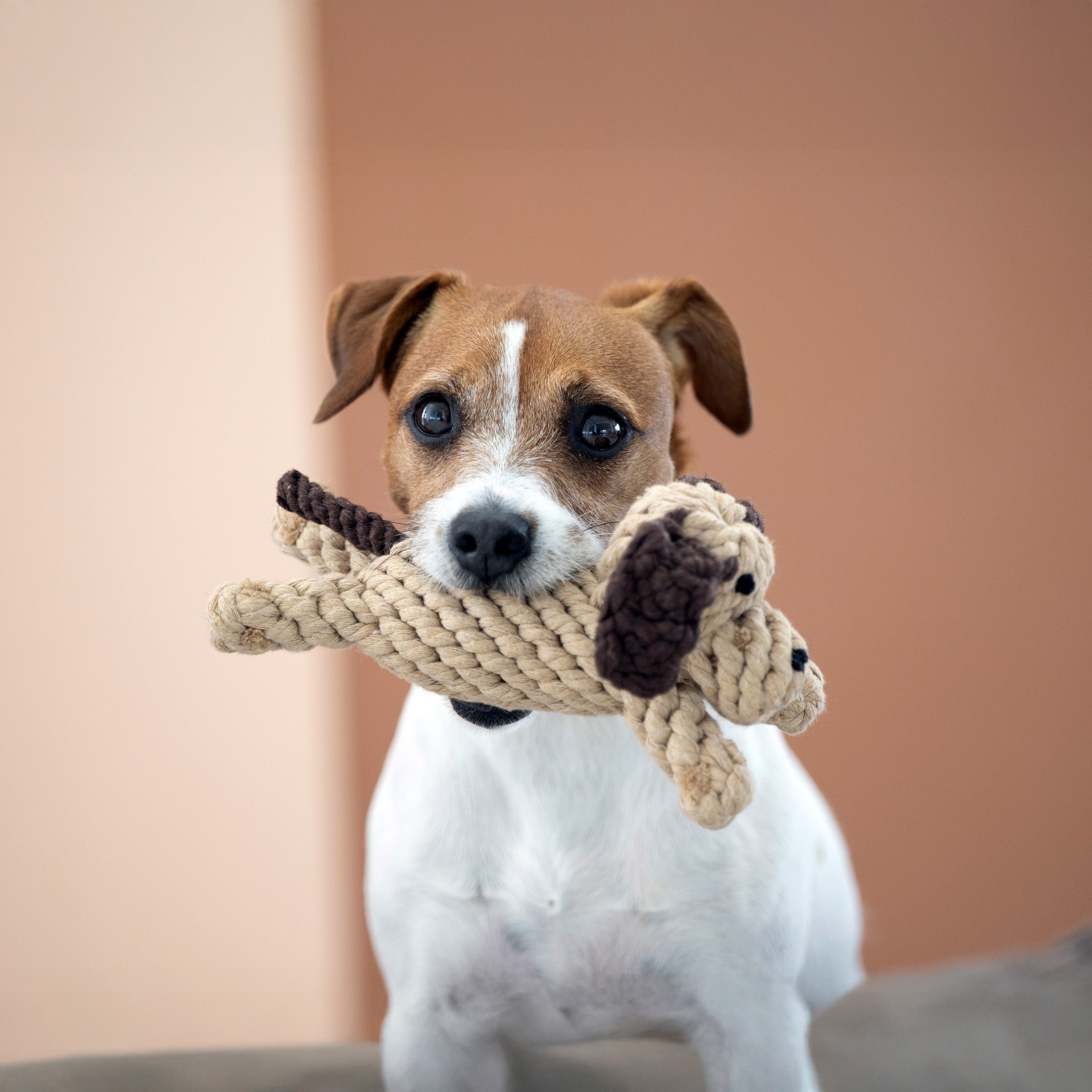 LABONI Doggy Dog — hondenspeeltje van katoenen touw