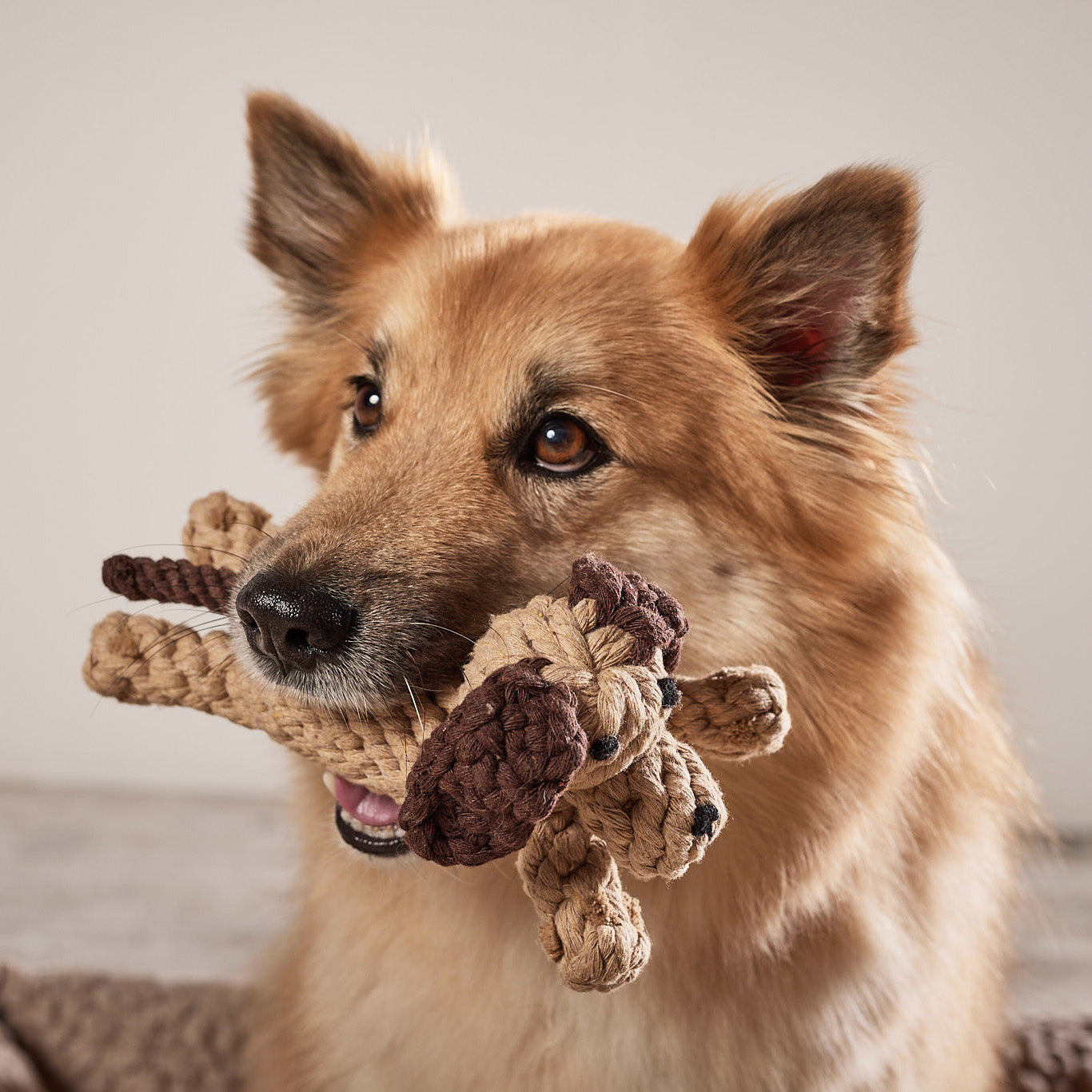 LABONI Doggy Dog — hondenspeeltje van katoenen touw
